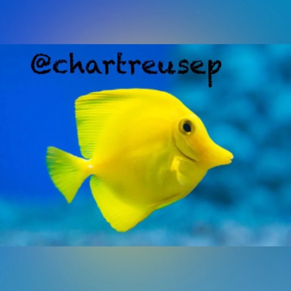 Posh Fish Fam ✨🐠✨🐠
GOING LIVE WEEKLY 10am EST - Picture 1 of 8